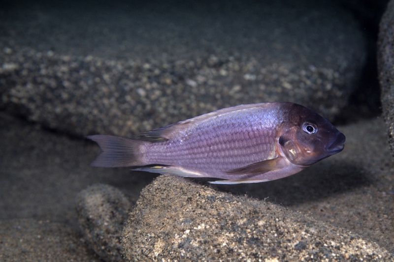 Petrochromis ephippium 'Halembe'